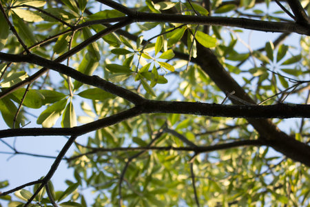 Close up Branch and leaf of Blackboard Tree or  Devil Tree