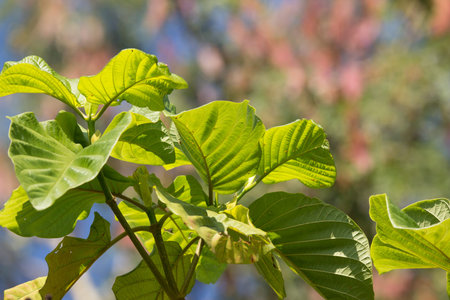 Close up Green Leaf of teak tree