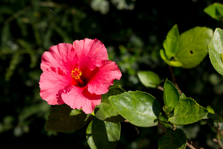Close up of red Hibiscus rosa-sinensis or Cooperi with green leaf backgroundの写真素材