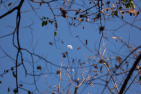 The Moon and brach of tree around
