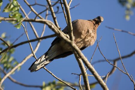 Brown Pigeon sitting on tree branch with Blue sky background.の写真素材