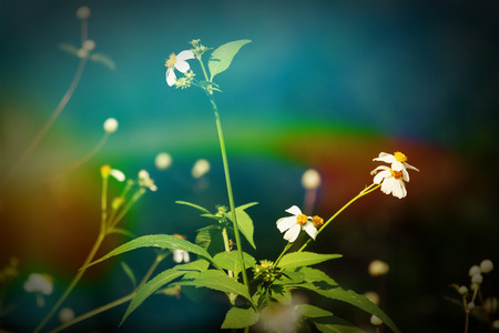 Retro effect style on small grass white  flowerの写真素材