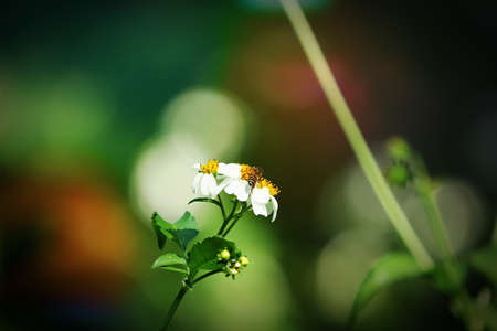 Retro effect style on small grass white  flowerの写真素材