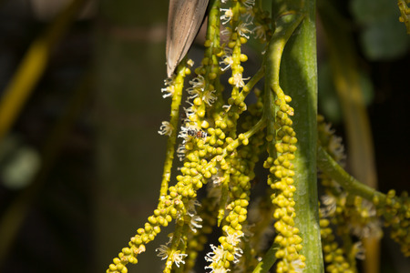 Close up of Green palm tree seed and flowerの写真素材