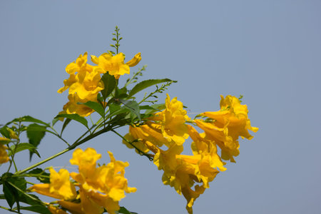 Yellow flower, Yellow elder with blue sky backgroundの写真素材