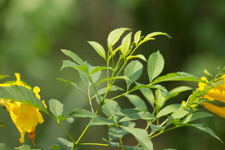 Close up of Green Leaf of Yellow elder flower, or Trumpetflower, Scientific name isTecoma stans