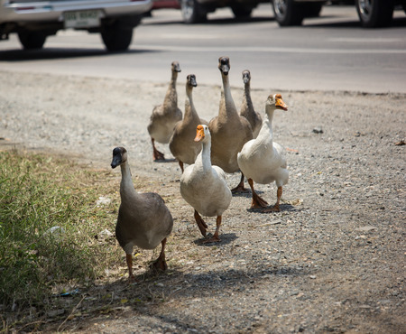 Group of Duck walking near highway roadの写真素材