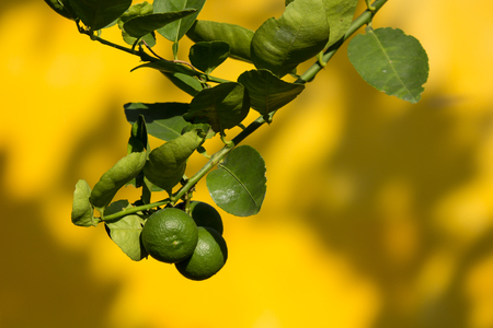 Green lemon on tree with Yellow wall Backgroundの写真素材