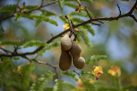 Close up of brown tamarine fruit on tree with small flower