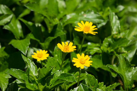 Closeup Small Yellow Singapore daisy flowerの写真素材