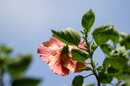 Close up of red Hibiscus rosa-sinensis or Cooperi with green leaf backgroundの写真素材