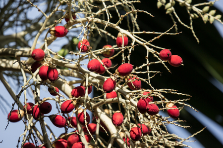 Close up of Red palm tree seedの写真素材