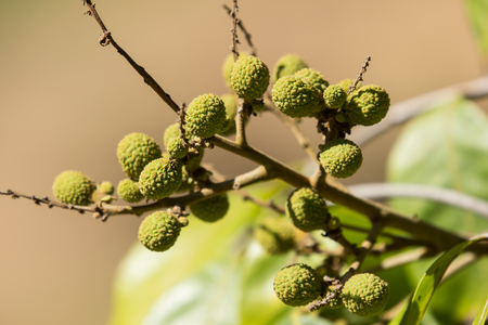Young Small longan fruit on tree with green leafの写真素材