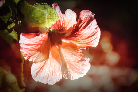Retro of red Hibiscus rosa-sinensis or Cooperi with green leaf backgroundの写真素材