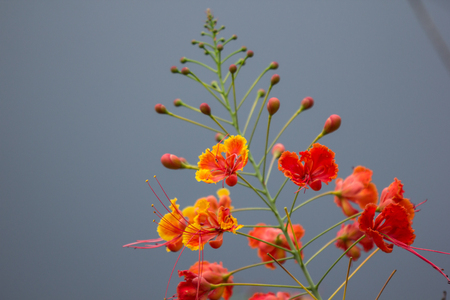 Close up Red Flamboyant flower,The Flame Tree , Royal Poincianaの写真素材