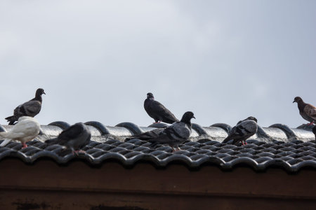 Group of Brown Pigeon sitting on house roof