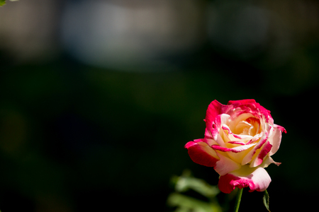Close up yellow mix pink rose flower in dark backgroundの写真素材