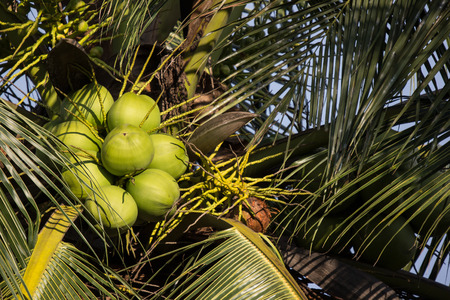 Close up of Green Coconut and Green leaf  treeの写真素材