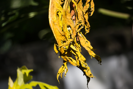 Close up Disease Green leaf of Young papaya treeの写真素材