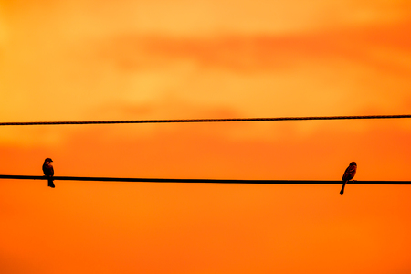 Close up of Small  bird on electricity lineの写真素材