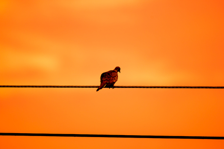 Close up of Small  bird on electricity lineの写真素材