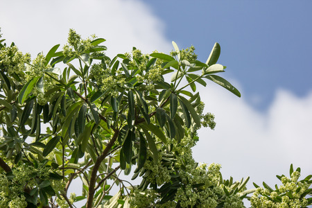 Green Flower of Blackboard Tree or Devil Treeの写真素材