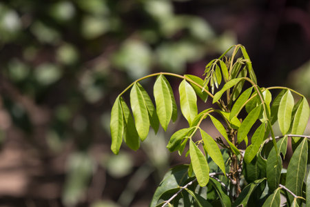 Close up of Leaf longan tree in brown background