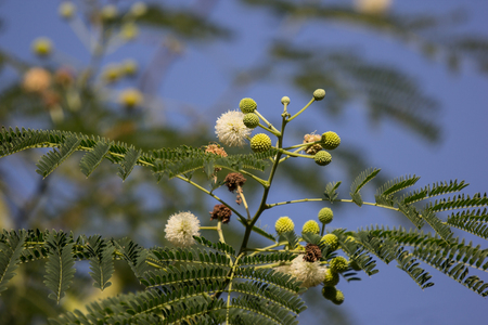 Flower of Horse tamarind tree, Leucaena fruit ,White Popinac Wildflowersの写真素材