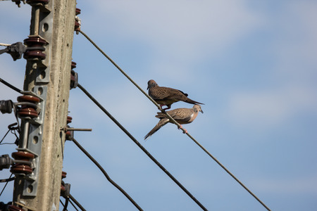 Close up of Small  bird on electricity lineの写真素材