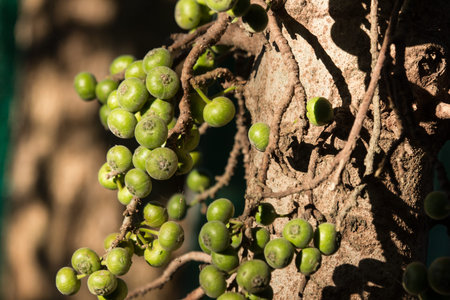 Ficus Hispida Linn or Ficus Tinctoria fruits are growing on the branches of the tree in nature...