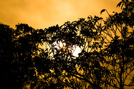 Shodow of  leaf of Cinnamomum camphora treeの写真素材