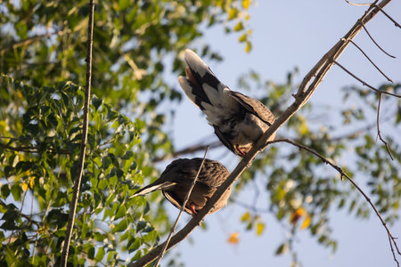 Brown Pigeon sitting on tree branch with Blue sky background.