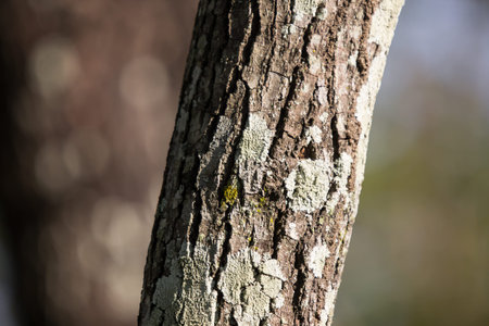 Close up Mos on Cinnamomum camphora tree