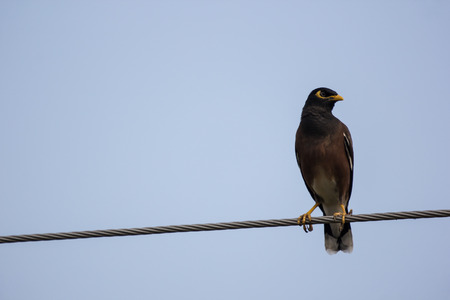 Close up of Small  bird on electricity lineの写真素材