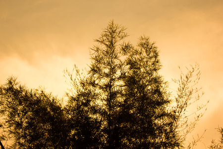 Yellow Light of sun on sunset and shodow of bamboo treeの写真素材