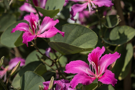 Close up Pink flower or Bauhinia flowerの写真素材