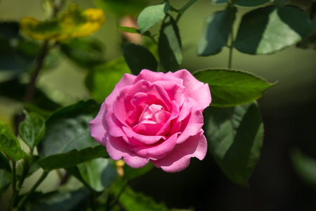 Close up Pink  rose flower with green leaf