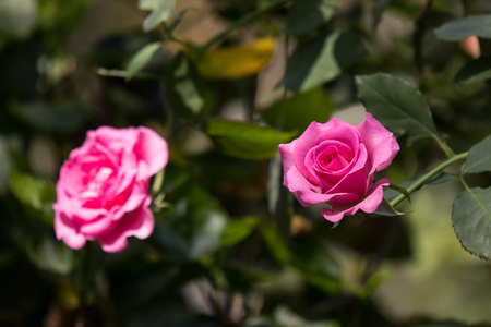 Close up Pink  rose flower with green leafの写真素材