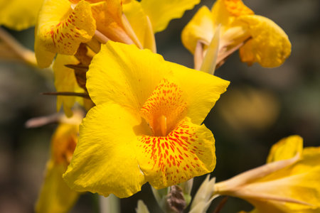 Close up of Yellow Canna flower in dark background