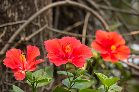 Close up of red Hibiscus rosa-sinensis or Cooperi with green leaf backgroundの写真素材