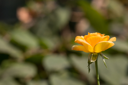 Close up Retro Filter of Yellow rose flowerの写真素材