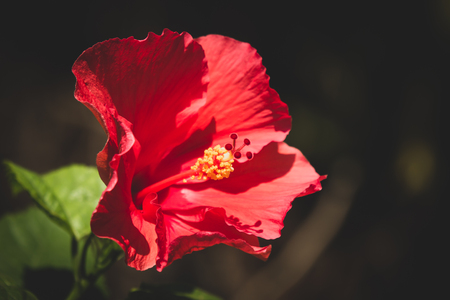 Close up of red Hibiscus rosa-sinensis or Cooperi with green leaf backgroundの写真素材