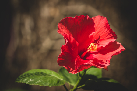 Close up of red Hibiscus rosa-sinensis or Cooperi with green leaf backgroundの写真素材
