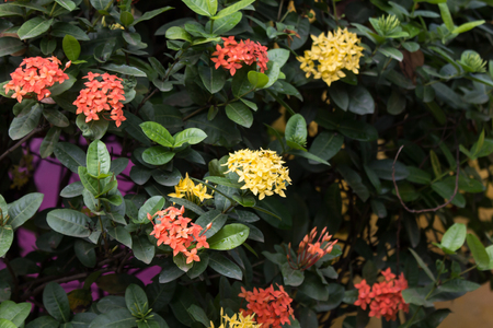 Close up of Small Red  Ixora flowerの写真素材