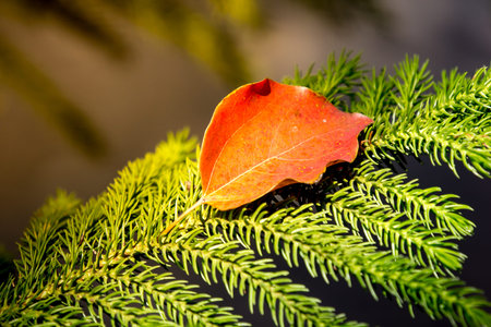 Green Leaf of Cinnamomum camphora tree