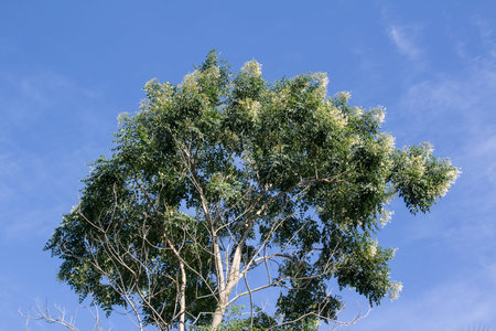 Green leaf of  Fraxinus griffithii tree