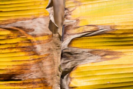 Dry Leaf of banana tree, Pisang Awak bananaの写真素材