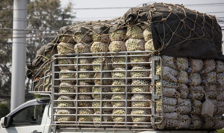 Cabbage on the Pick up truck