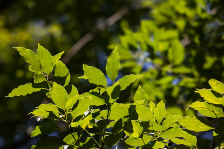 Young Leaf of Cinnamomum camphora tree