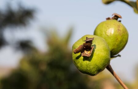 Ripe Tropical Fruit Guava on Guava Tree. Psidium Guajavaの写真素材